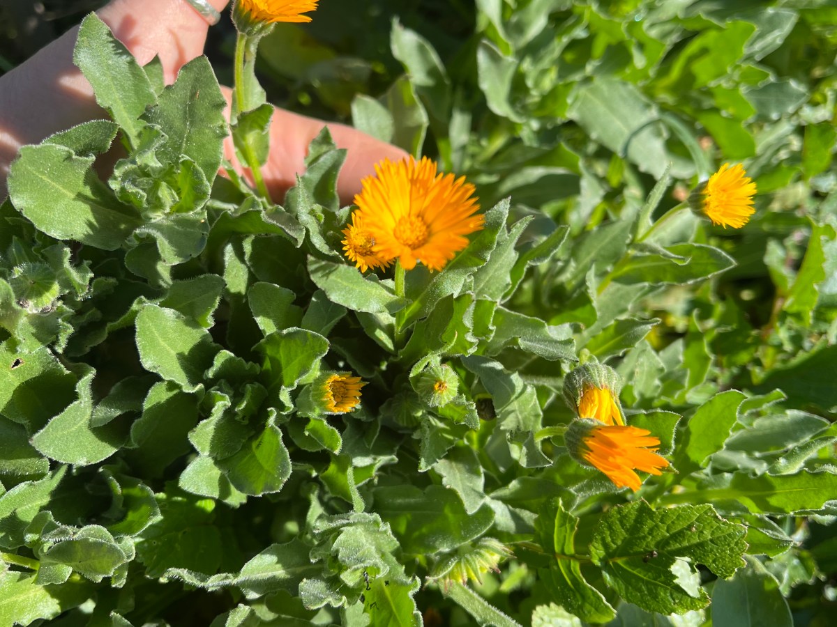 Wilde Ringelblume – Calendula&nbsp;arvensis