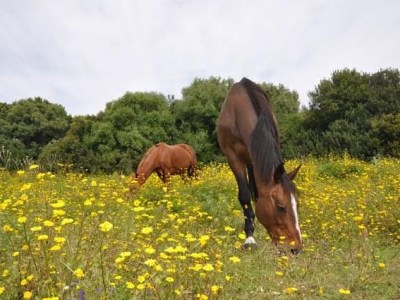 Dog May – Mein&nbsp;Seelenpferd